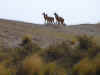guanaco in the middle of Valdez Peninsula